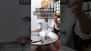 Mengeluarkan lintah kerbau dari botol#shortvideo