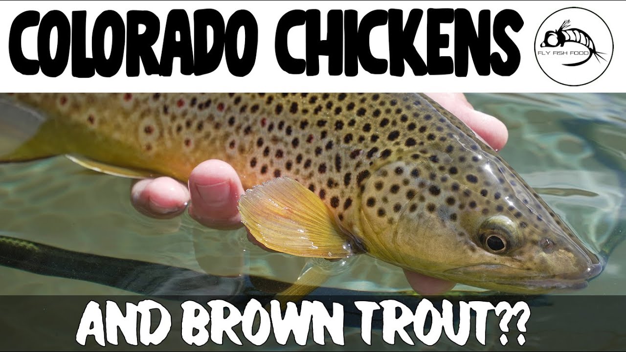 Fly Fishing: Colorado Brown Trout and Whiting Farms Eggs Taste