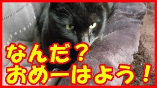 我が家の猫は、かわいげがなくてすみませんの動画