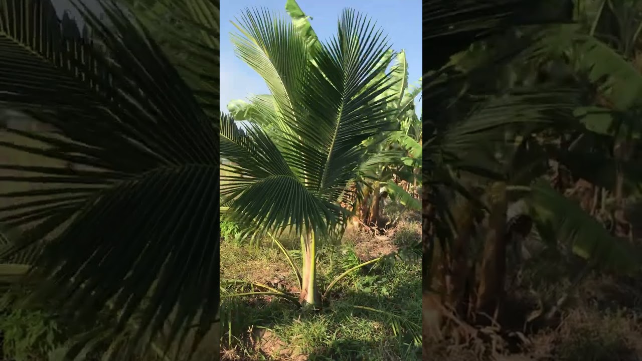 ចំណេះដឹងការដាំដាំដូង