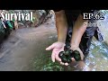 Survival Skills: Rainforest Alone Survival Challenge |EP.62 -Cook snails & Wild potatoes