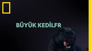 Wild Büyük Kediler Şubat Ayı Boyunca