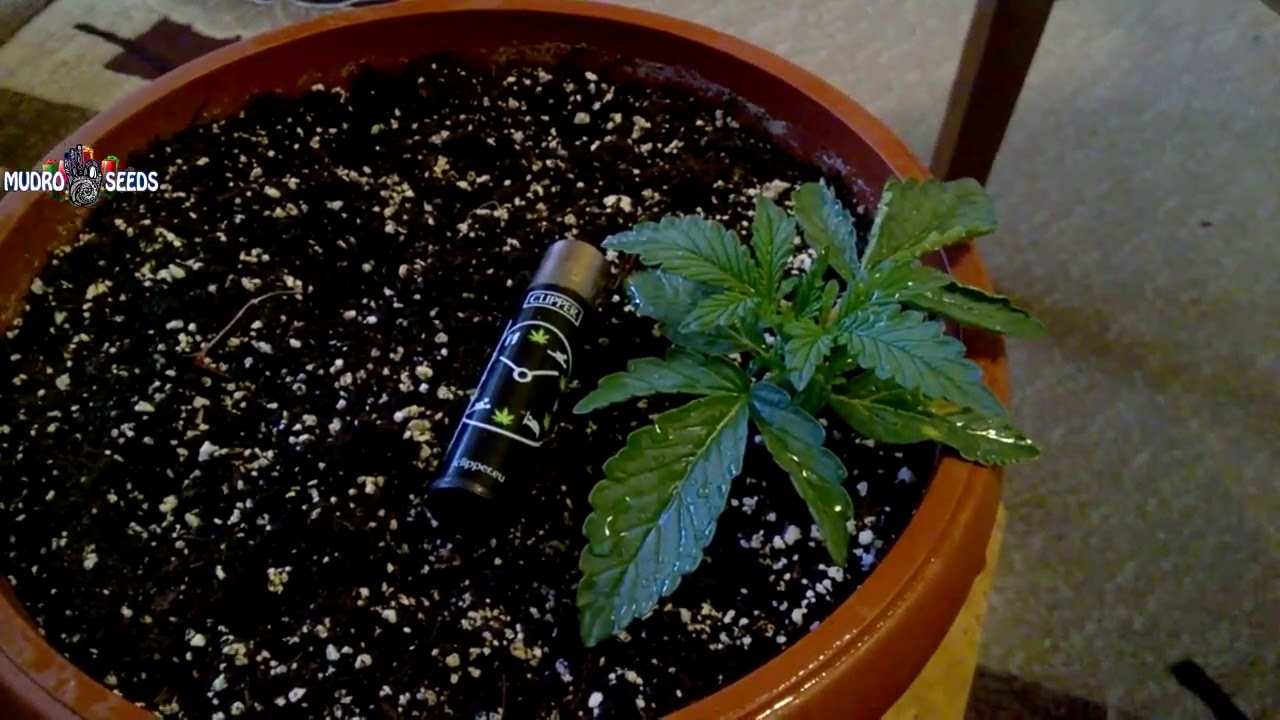 Белая Вдова White Widow Выращивание конопли - YouTube