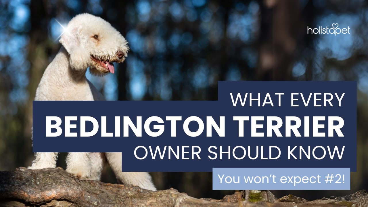 7 важнейших фактов о бедлингтон-терьерах, которые нельзя игнорировать!