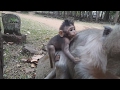 Life of monkeys Ep75, life of poor baby monkey, poor baby monkey, life o...