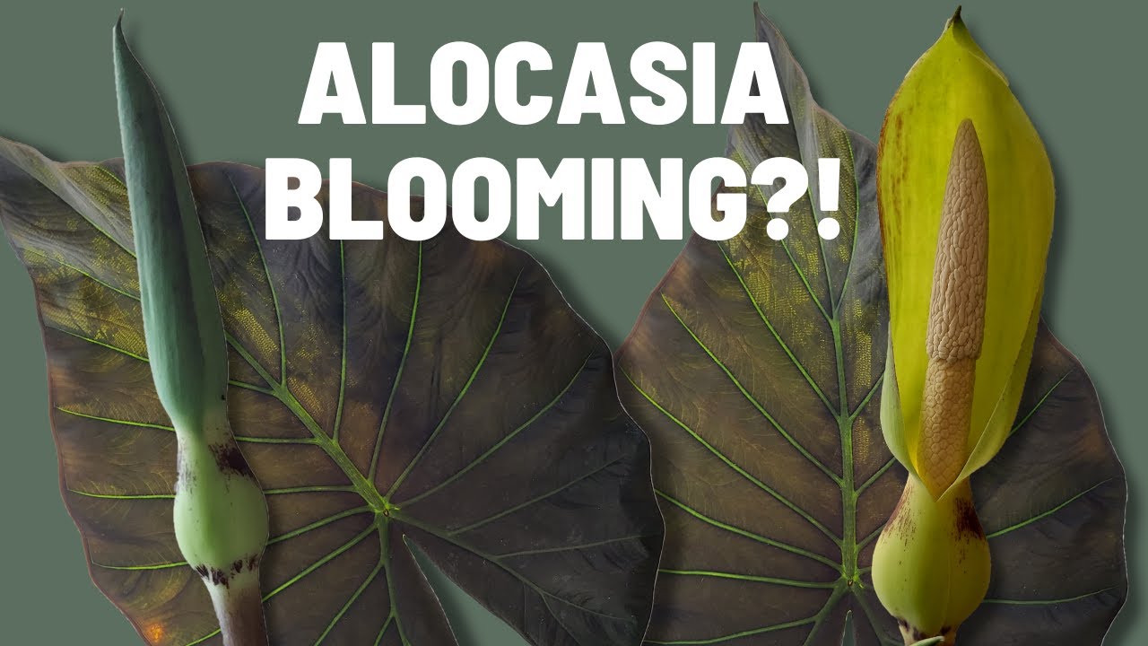 What Does an Elephant Ear Flower Look Like? Aroid (Araceae