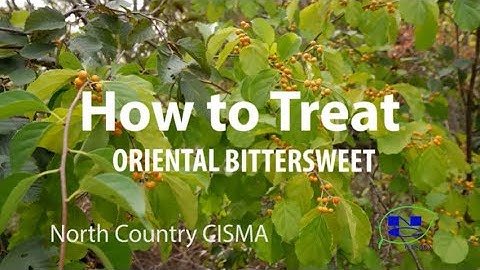 How to Treat Oriental Bittersweet In Michigan