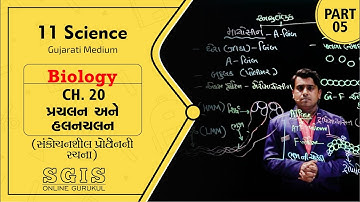 SGIS | STD 11 Science | Ch.20 પ્રચલન અને હલનચલન | Part 5 | Ft.Nipul Chotaliya Sir | G1416