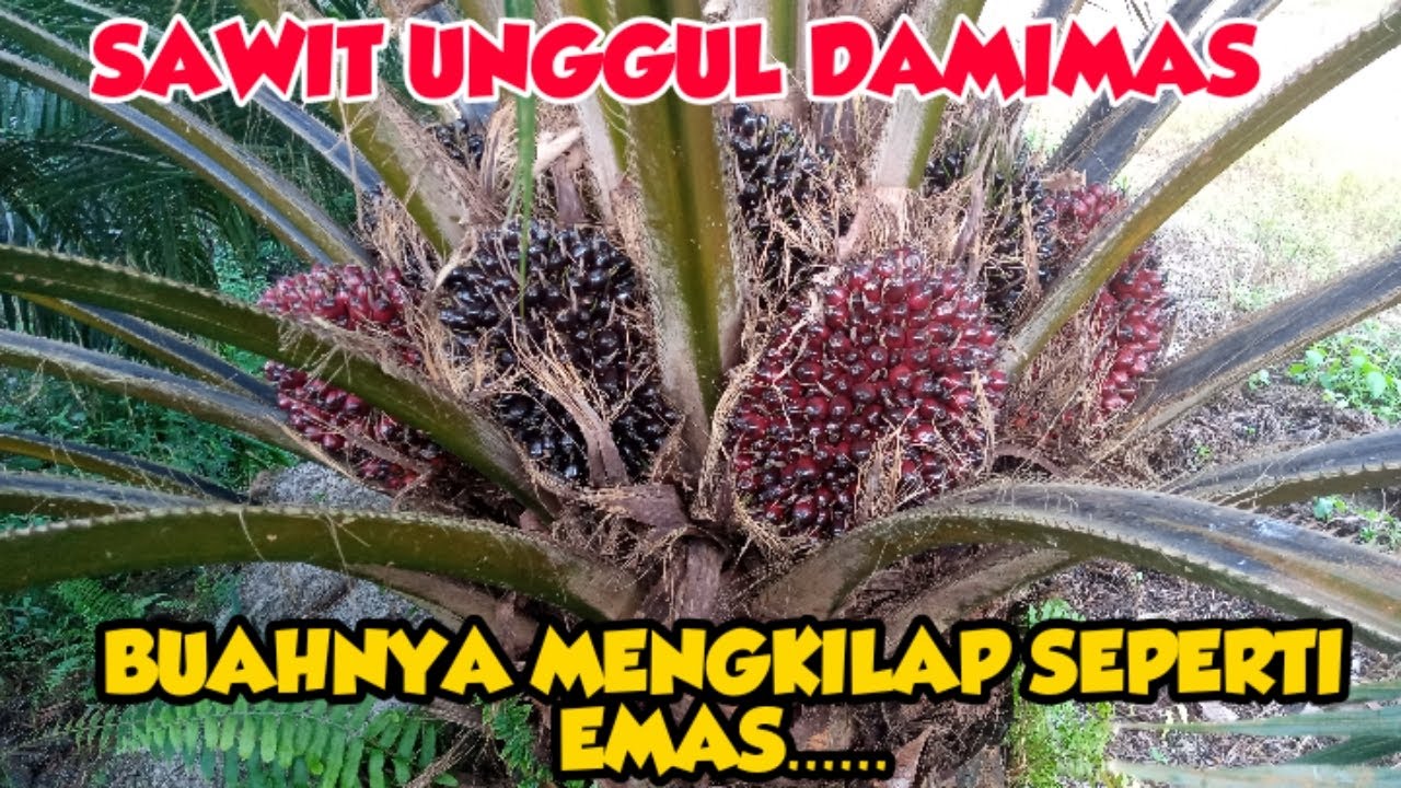 SAWIT UNGGUL DAMIMAS, BUAHNYA SEPERTI EMAS..-Turyono Channel