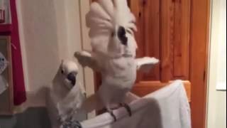 Dancing cockatoo does hillarious head bob to Elvis classic