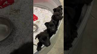 Foster homes needed! #fosteringsaveslives #fosterme #joplinmo #trending #viral #puppies #followus