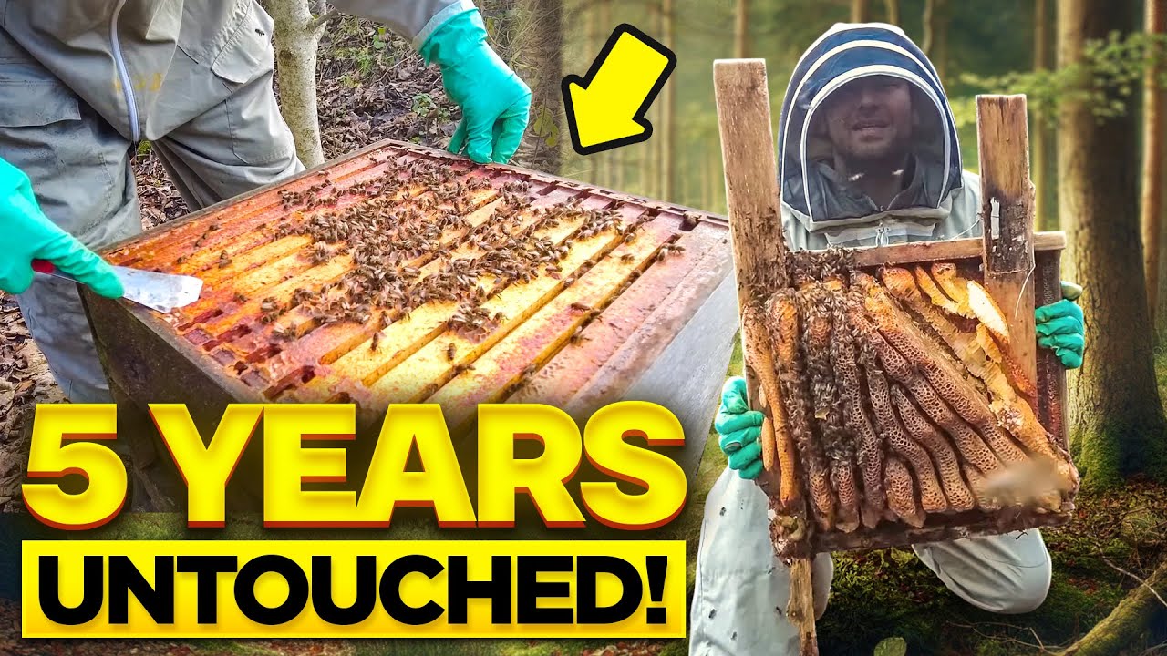 Bees Surviving Five Years Untouched | How This Colony Endured Against All Odds