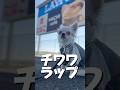 当てはまるものあったかな?#チワワ #犬のいる生活 #ラップ