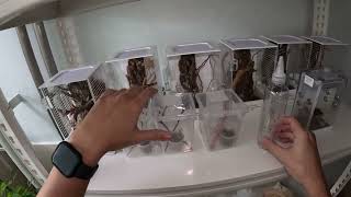 Hobby-Mantis Flightless Fruit Flies Feeding Method Using Funnel And Squeeze Bottle