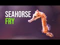 Seahorse Fry!