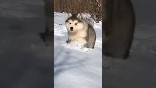 Snow Cutie #Pets #Dog #Cutedog #Shorts