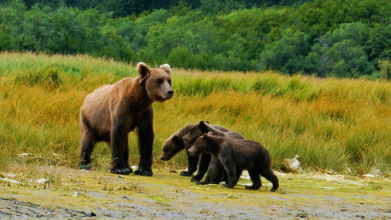 A Mama Bear’s Burden: Raising 3 Cubs in Remote Alaska #GrizzlyBear #GrizzlyCubs #AKBearGuide