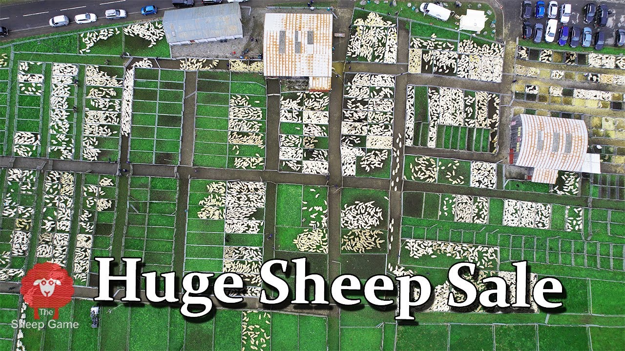 AN OLD FASHIONED LIVESTOCK MARKET IN THE HIGHLANDS OF SCOTLAND The