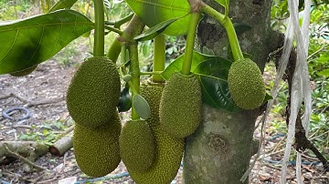 Cách tỉa cành và chọn trái cho mít thái siêu sớm 2020