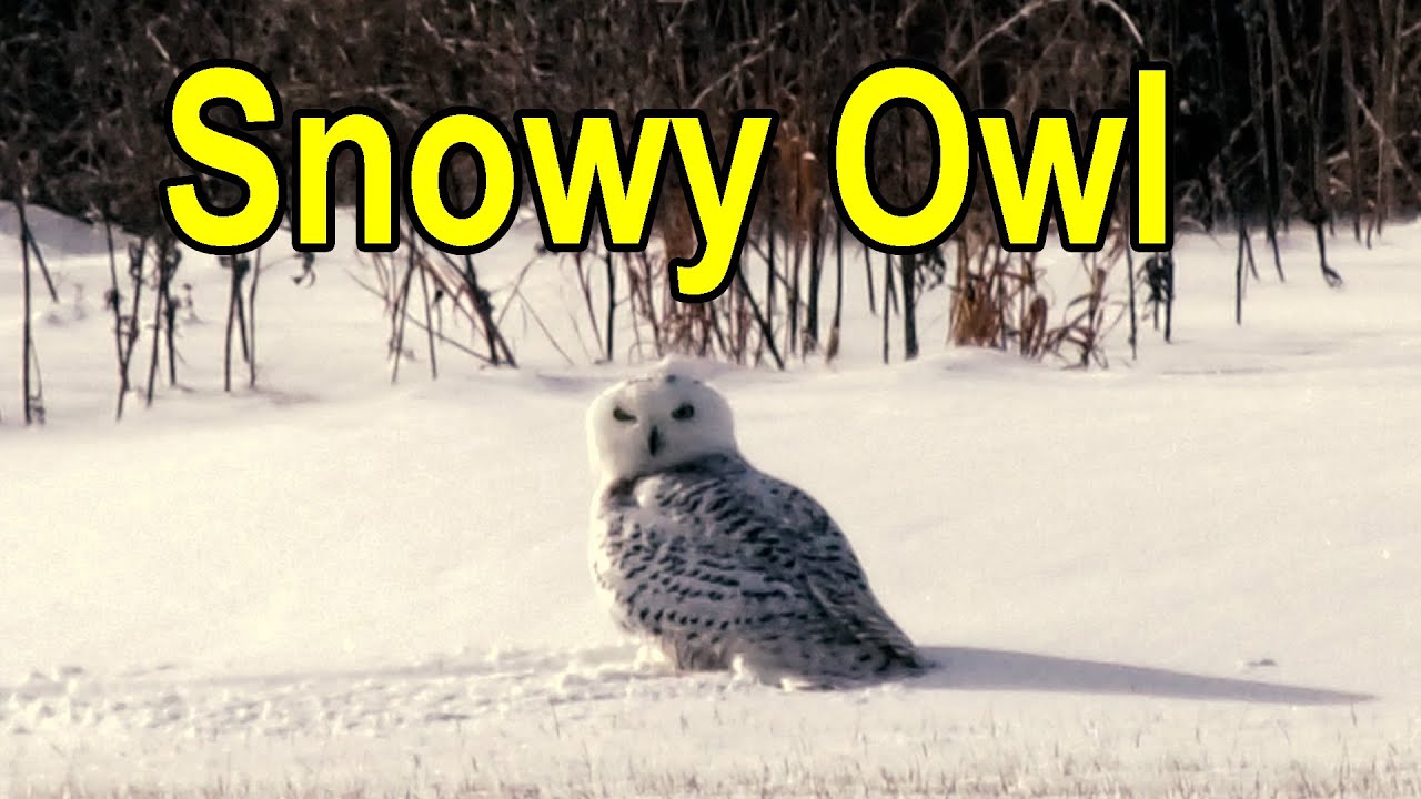 Snowy Owl Visits Oak Creek Wisconsin January 22 2026 #snowyowloakcreekwisconsin #snowyowl4kvideo