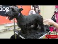 Scottish Terrier Grooming の動画、YouTube動画。