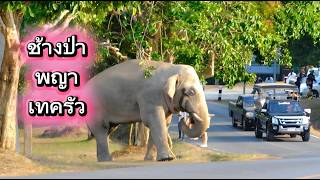 ตกมันแล้ว ช้างป่าพญาเทครัว