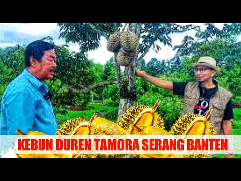 HANCURKAN MITOS - MITOS SELAMA INI TENTANG POHON DUREN‼️KEBUN DUREN TAMORA