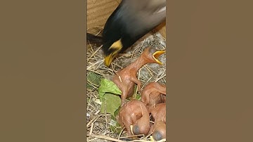 Unexpected Lift: Myna Bird Picks Up Baby While Preening Feathers #short #ytshortsvideo #viralvideo