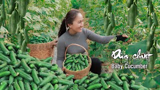 Harvesting Baby Cucumber and goes to the market sell, countryside life | Emma Daily Life