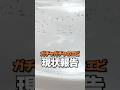 Gashapon | Experiment to grow prawns! エビもどき #Shorts #ガチャガチャ