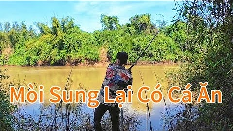 Câu Cá Sông Bé, Vịnh Huyền Thoại Có Nhiều Cá Tra/#108/Hòa Vlog 934.