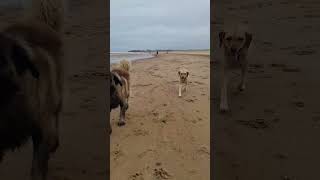 FRIENDSHIP LAST FOREVER #dog #dogs #doglover #leonberger #beach #gooddog