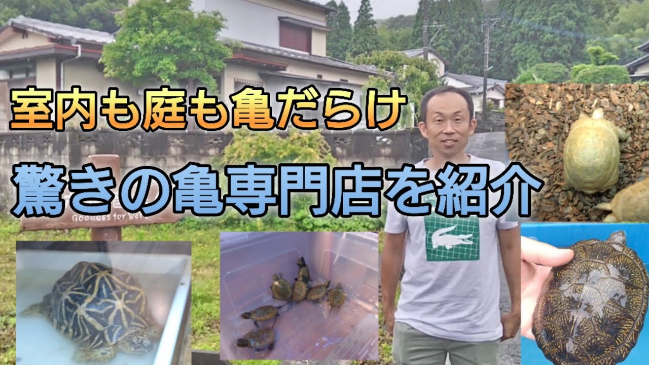 室内も庭も亀だらけ！？驚きの亀専門店を紹介！