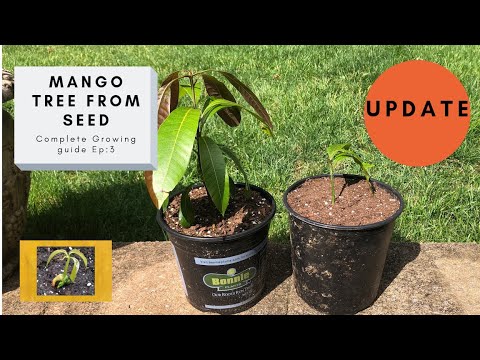 How to Grow a Mango Tree From Seed Ep:3 (3 months and 8 month update