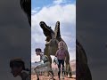 ¿EL ASSET 87 ES EL MISMO SPINO DE CAMP CRETACEOUS?👀🦖 #jurasicpark #jurassicworld #shorts #teoria