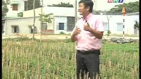 Kĩ thuật trồng hoa cúc đại đóa, cúc pha lê .flv