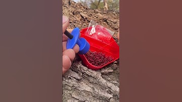 Cây kẹp mồi giun câu cá chép, cá diếc, cá rô phi siêu tiện lợi #1k  #fishing #shorts