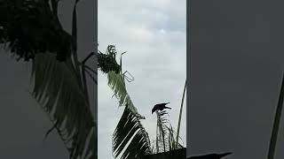 Download Lagu the crow dropped coins and flew after some birds came #shortvideo MP3