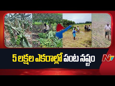 Heavy Crop Damage in Telangana Due to Cyclone Montha Effect | CM Revanth Reddy | NTV Telugu - NTVTELUGU