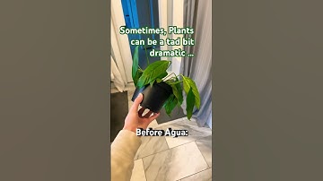 Thumbnail of Peace Lillies 🤦‍♂️ #music #plants #plant #song