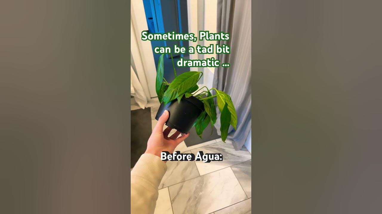 Peace Lillies 🤦‍♂️ #music #plants #plant #song