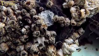 Sex and the sea: Several acorn barnacles, Chthamalus dalli, feeding and copulating