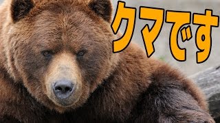 絶賛炎上中のクマの生活を体験できるゲーム!? - Bear Simulator