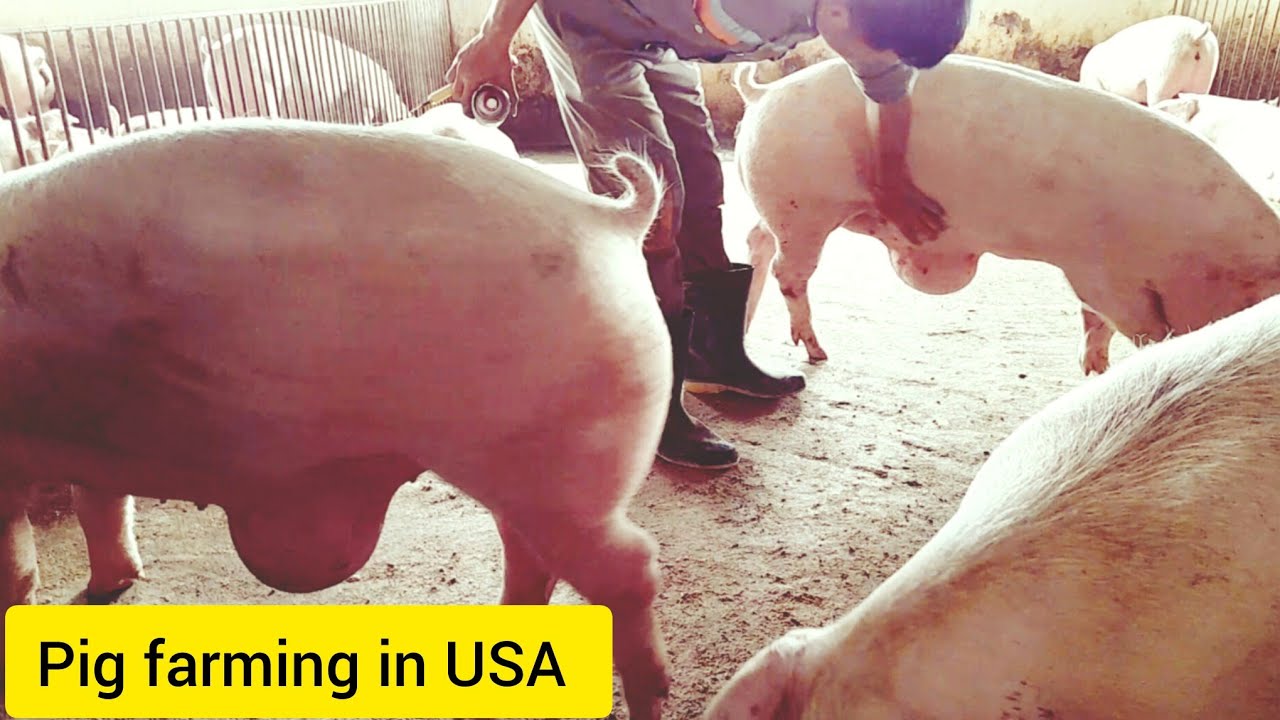 Pig Health Check: The Surprising Truth Behind Vaccinations! / @PigfarminginUSA #26