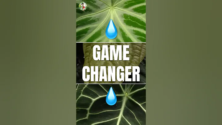 3 Reasons Your Anthurium Looks Awful (And How to Fix It)