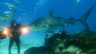 Interview with Jim Abernethy from Palm Beach, Famous for his work with Sharks and Conservation Work