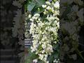 മണിമുല്ല monimulla plant #garden #jasmine #shiny jasmine