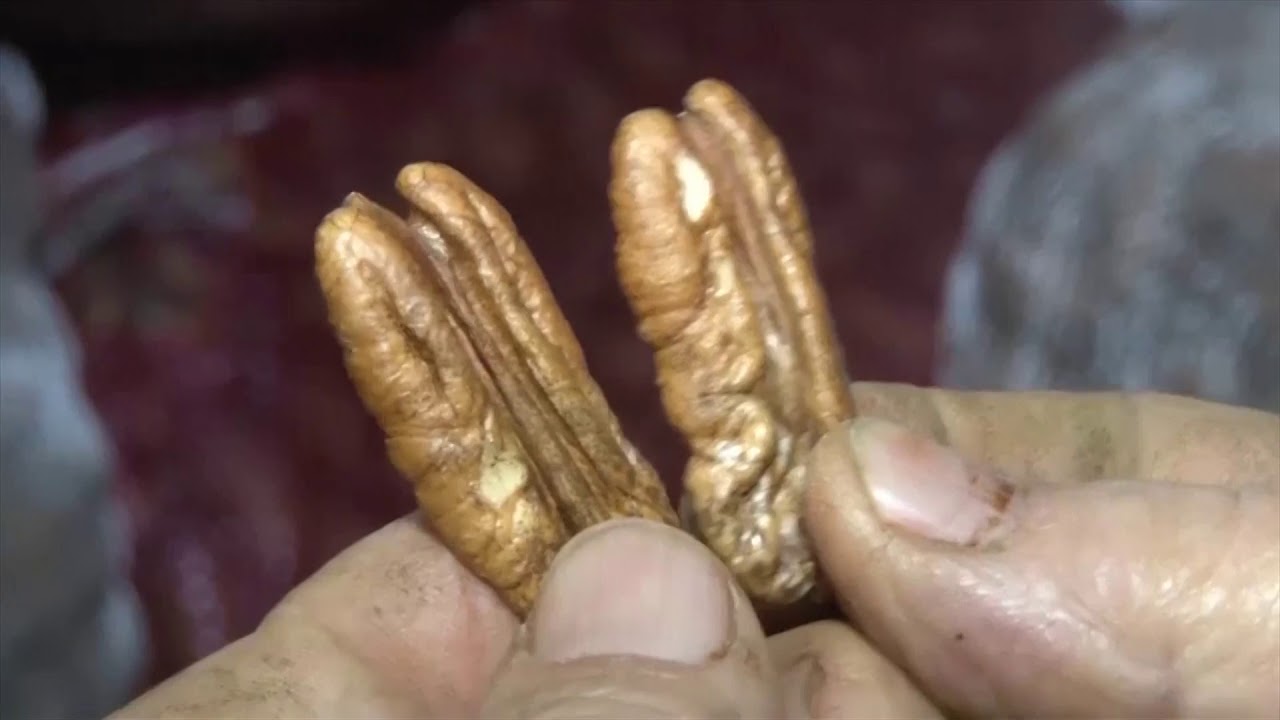 Conheça o processo de industrialização da noz pecan