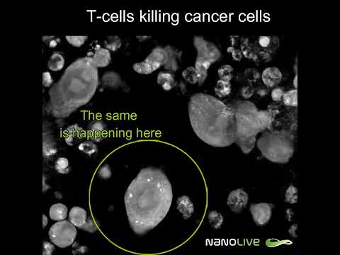 Label-free Live Cell