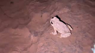 Young Red Spotted Toad Call Sound in the Grand Canyon National Park, Arizona